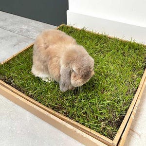 May include: A brown and white rabbit is positioned on a patch of green grass within a rectangular cardboard frame. The rabbit has drooping ears and is looking down. The grass is vibrant, contrasting with the rabbit and the cardboard's natural tones.