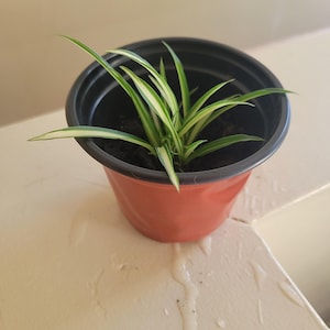 Puede incluir: Una pequeña planta araña en una maceta de plástico color terracota con un borde negro. La planta tiene hojas largas y delgadas de color verde con rayas blancas. La maceta está sobre una superficie clara.