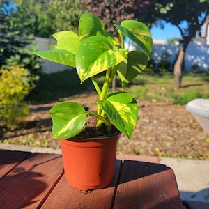 モンステラ・ポトス CARYOTA URENS `VARIEGATED` モンステラ・ポトス CARYOTA URENS `VARIEGATED` Caryota urens