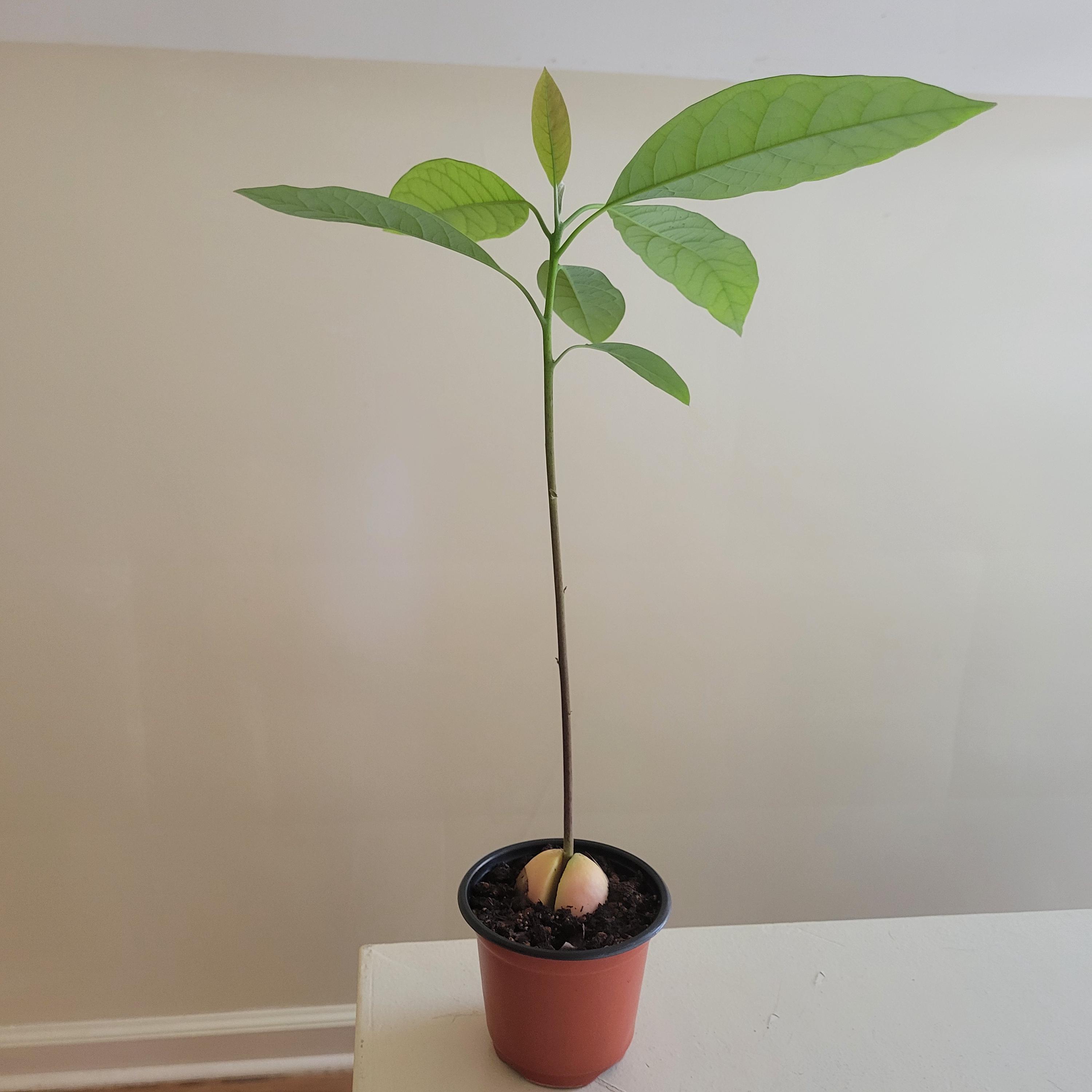 Potted Avocado Tree | Easy Indoor Plant Gift | Fast Growing Houseplant -  Etsy, image size:3000x3000