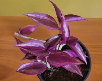 Tradescantia (Nanouk-Style) – 4” Live Plant | Easy-Care, Vibrant Pink & Purple Foliage | Beginner Houseplant