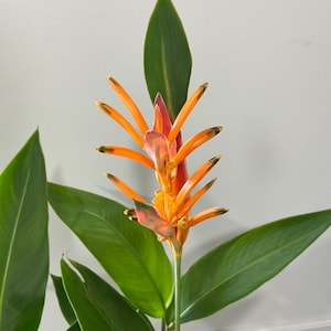 Heliconia choconiana 10” inch pot