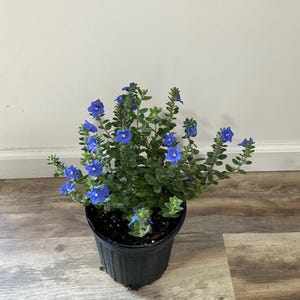 May include: A potted plant with vibrant blue flowers and green foliage. The plant is in a black plastic pot, set against a neutral background. The flowers are small and clustered, adding a pop of color to the greenery.