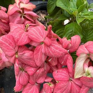 Può includere: Primo piano di una pianta fiorita con grandi e vibranti brattee rosa e foglie verdi. Le brattee rosa presentano evidenti venature, alcune sono sfumate di rosa più chiaro. La pianta è in vaso, suggerendo che si tratti di una pianta ornamentale coltivata.
