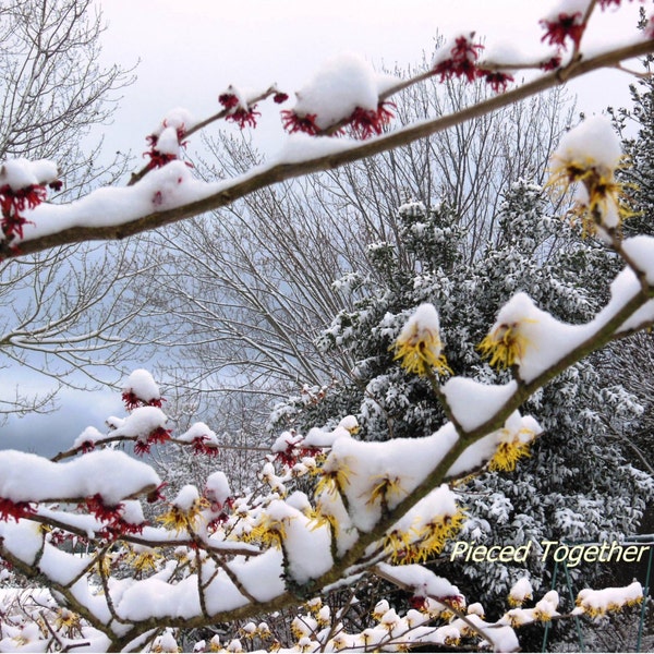 5 x 7 Photograph - Snow on Witch Hazels