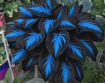 200+ Blue Midnight Hosta Seeds Shade Perennial Non GMO Heirloom