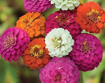 Zinnia Flower Seeds: Mixed Colors, Large Bloom, Easy Grow Garden Flowers