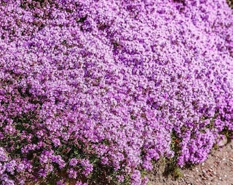 Creeping Thyme Seeds, Fragrant Ground Cover, Non-GMO, Made in USA