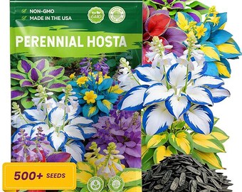 Perennial Hosta Seeds: 500+ Mixed Colors, Heart Shaped Leaves, Easy Grow, Non-GMO