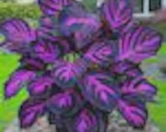 Rare Hosta Seeds – Perennial Shade Garden Foliage Plants