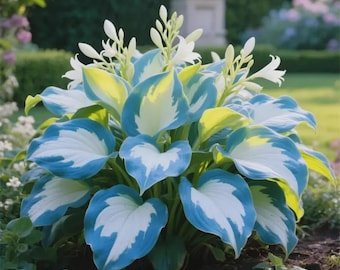 200+ Blue White Hosta Seeds – Shade Loving Perennial Garden