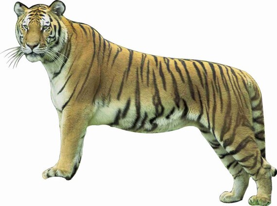 Tiger Wild Cat Safari Wall Car Truck Window Laptop Vinyl Sticker Decal