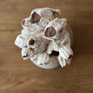 May include: A decorative, off-white sculpture resembling a cluster of barnacles. The textured surface has hints of pink and brown. The sculpture is mounted on a round, light-colored base, creating a unique coastal aesthetic.