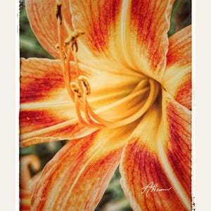 Espectaculares tarjetas florales