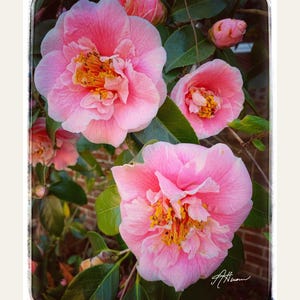 Camellia, Begonia and Bird Vetch note cards