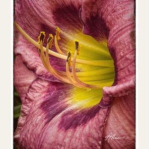 Biglietti di auguri con Daylily e amici