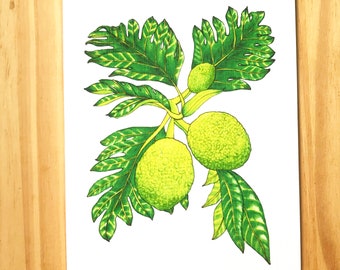 ʻUlu (Breadfruit) Card