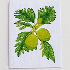 ʻUlu (Breadfruit) Card