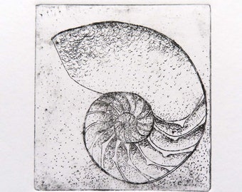 Original etching of a chambered nautilus shell cross section no.1, edition 65 spiral shell art