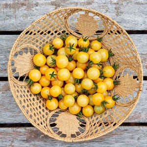 White Cherry - Tomato Seeds