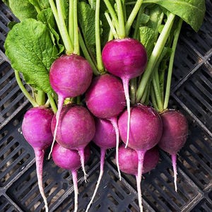 Purple Plum - Radish Seeds