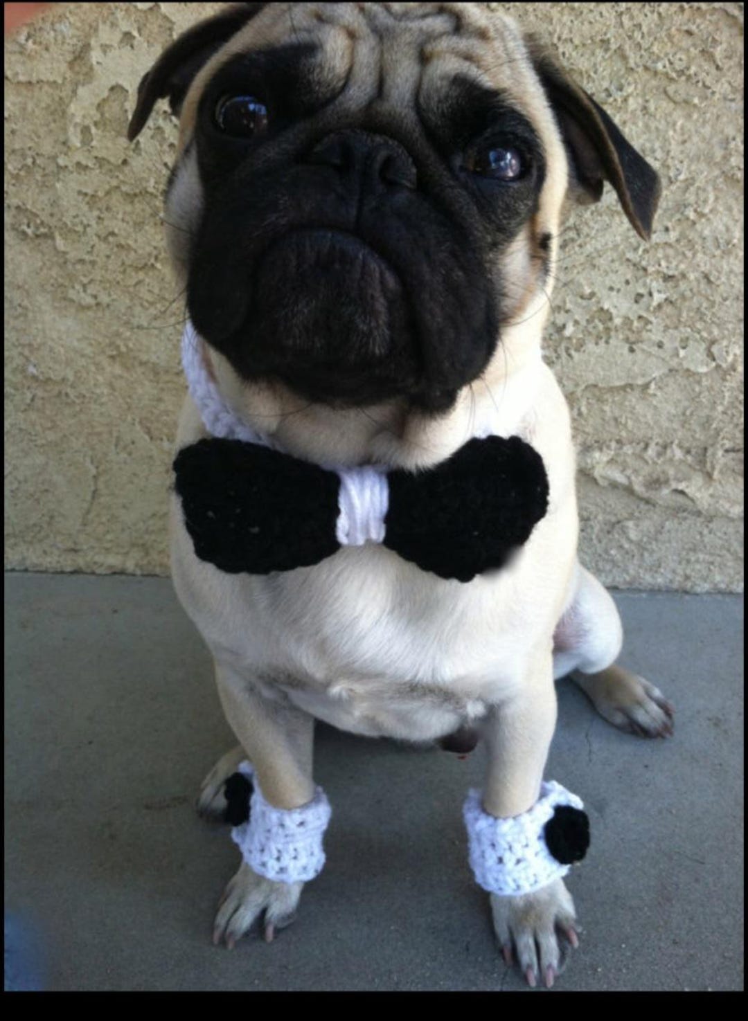 bow tie for pug