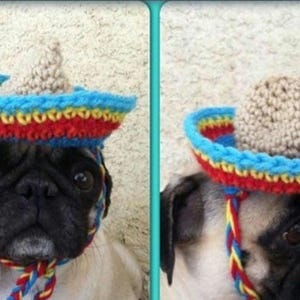 sombrero-cinco de mayo-pugs-handmade-hats for dogs-pug-dogs-costumes-halloween-cute pug gifts