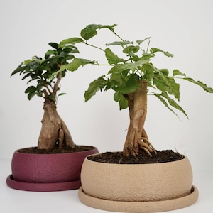 Può includere: Due alberi bonsai con tronchi spessi e strutturati e foglie verdi. Un albero è piantato in un vaso di ceramica rotondo rosso scuro con sottovaso abbinato, l'altro in un vaso di ceramica rotondo beige con sottovaso abbinato, entrambi pieni di terra.