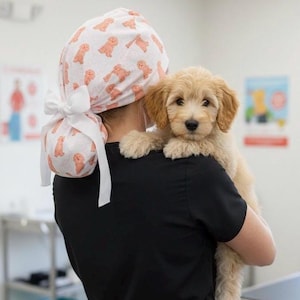 Op de afbeelding: Een persoon in een zwart operatiehemd en een witte operatiemuts met kleine honden houdt een lichtbruine puppy vast. De puppy kijkt naar de camera. De achtergrond is een dierenkliniek.