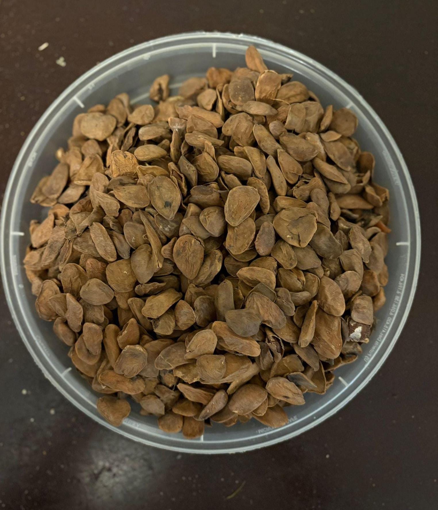 Boswellia seeds - Etsy 日本