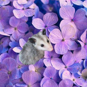 Flowers Purple Opossum Button