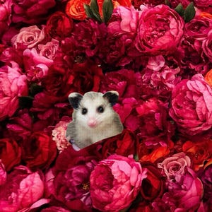 Flowers Red Opossum Button