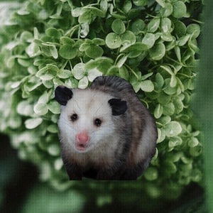 Flowers Green Opossum Button