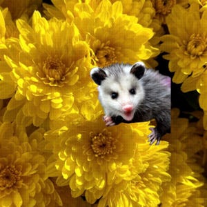 Flowers Yellow Opossum Button