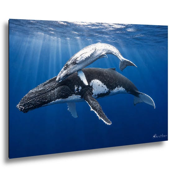 Humpback Mother and Calf Photography Print | Vava'u Tonga Whale Art | Ocean Wildlife Wall Decor