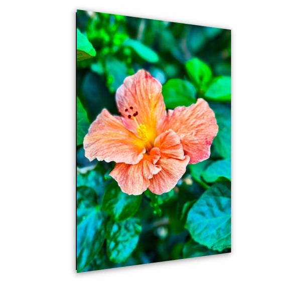Coral Hibiscus-Colors of Aloha- Maui Hawaii