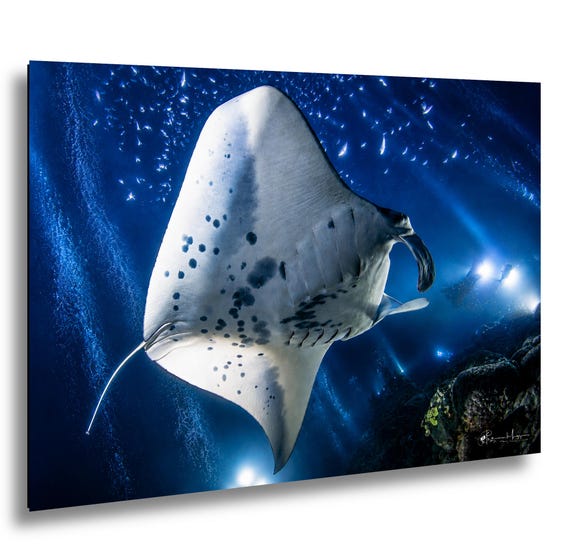 Manta Ray Night Dive Kona Hawaii – Fine Art Underwater Photography Print