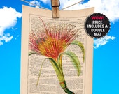 Flower Book Print, Pachira, Money Tree Plant, Botanical Illustration printed on 1865 Antique Book Page, Plays-Of-Shakespeare quot MAT-INCLUDED quot