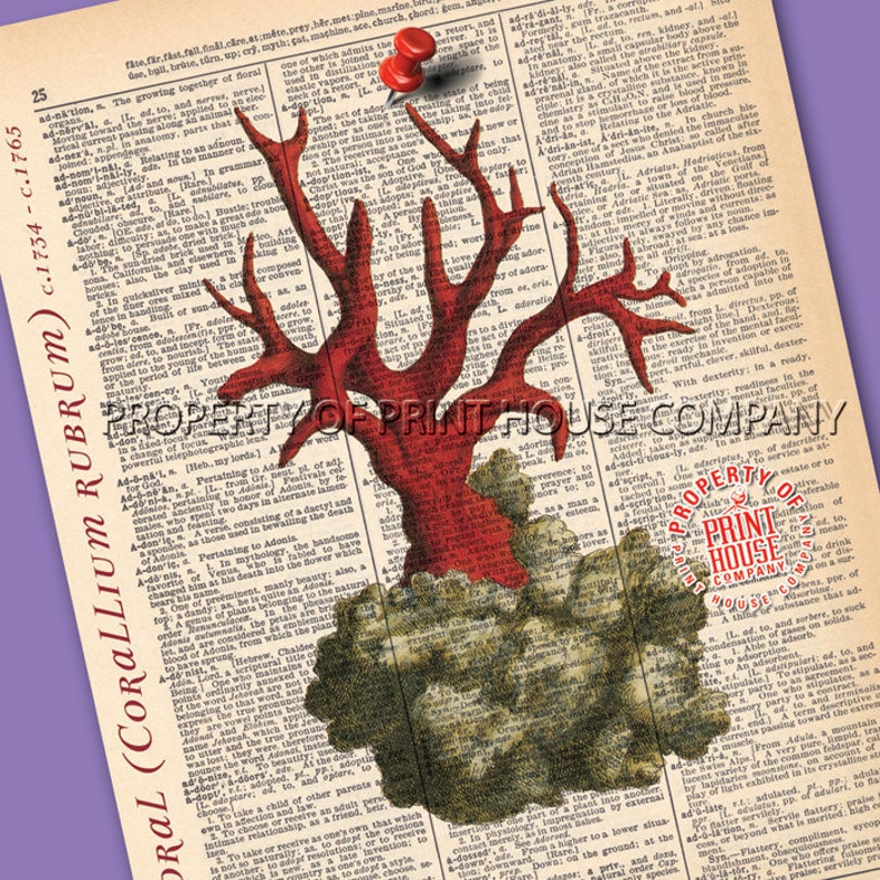 Coral Dictionary Print Vintage Natural History Illustration Etsy