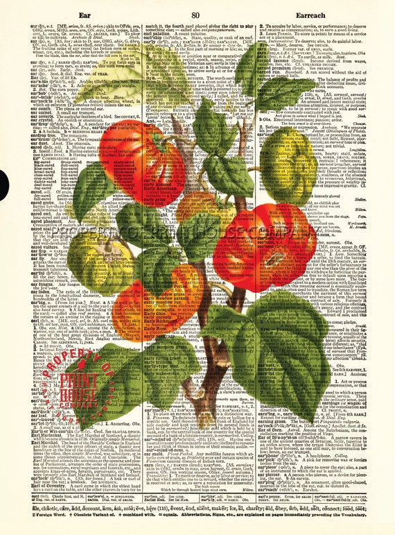 Tomato Plant dictionary print vintage botanical Etsy