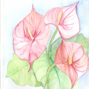 Anthurium dream