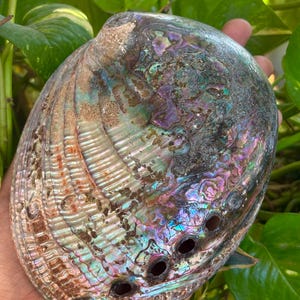 Authentic Australian Abalone Shell | Natural Sea Shell for Vintage Home Decor & Smudging