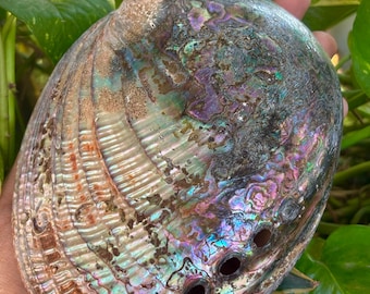 Authentic Australian Abalone Shell | Natural Sea Shell for Vintage Home Decor & Smudging