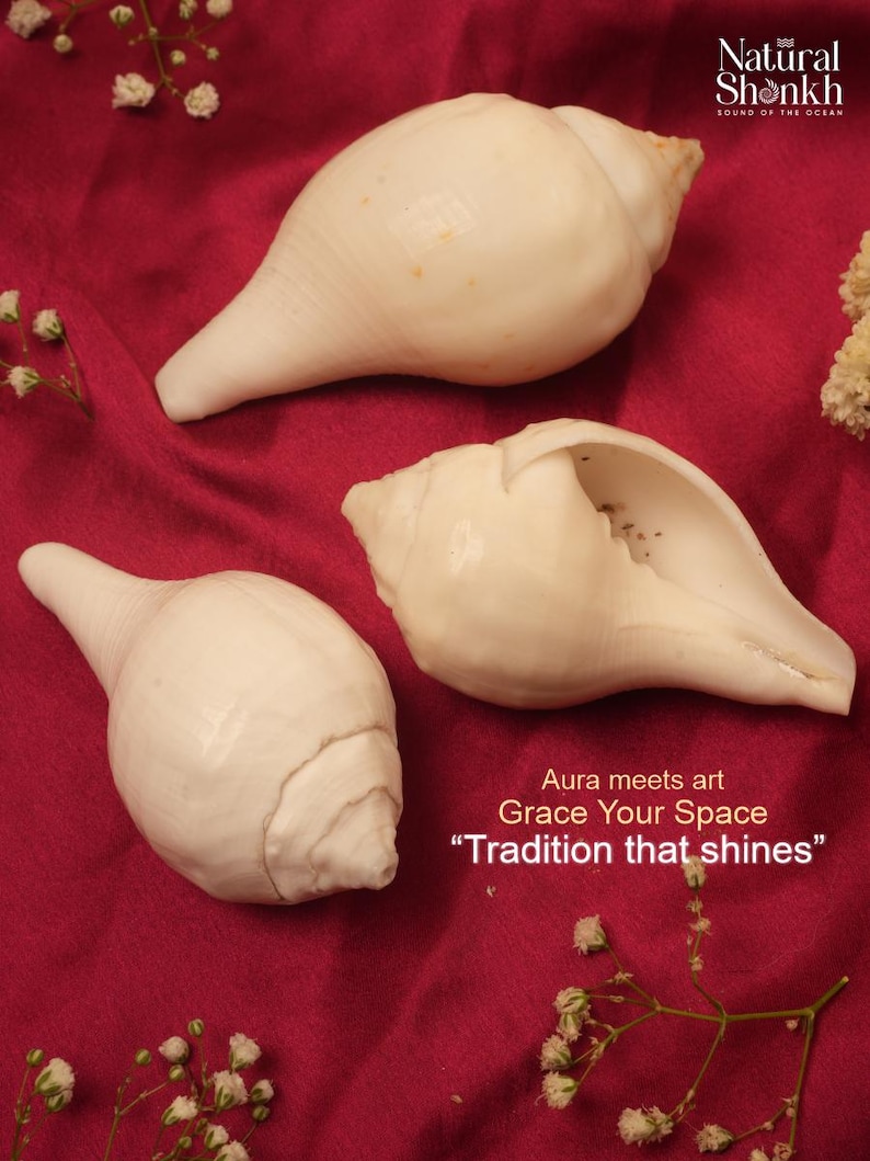 Puede incluir: Tres conchas blancas sobre una tela rojo oscuro, con peque&ntilde;as flores blancas. Las conchas tienen una textura suave y brillante. El texto en la imagen dice "Aura meets art, Grace Your Space, Tradition that shines."