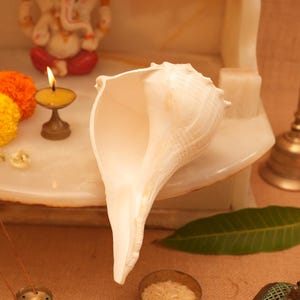 Lakshmi Shankh: Sacred Conch Shell for Puja & Vastu
