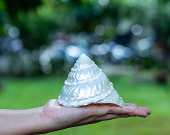 Moti Shankh Small Conch Shell Puja Ritual Altar Shankh Andlig inredning Hinduisk användning