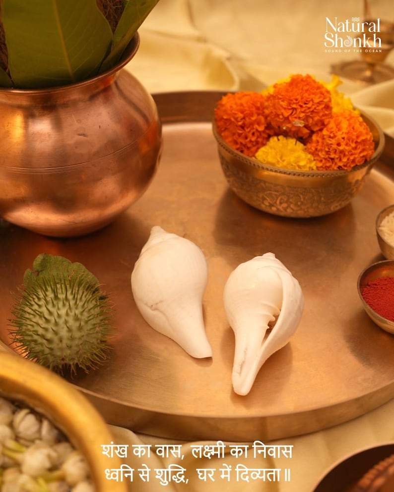 Vishnu Puja Conch Shell Heliga rituella altare Shankh Hindu Temple Använd andlig praxis bild 4