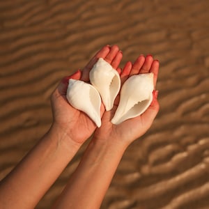 Puede incluir: Tres conchas blancas se sostienen en manos ahuecadas sobre un fondo arenoso borroso. Las conchas son lisas y nacaradas, con forma de espiral e interior abierto. La imagen evoca un tema de playa o costero.