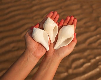 Naturligt Vishnu Puja Conch Shell, Sacred Ritual Altar Shankh, Hindu Temple Use, 2,5-5 tum