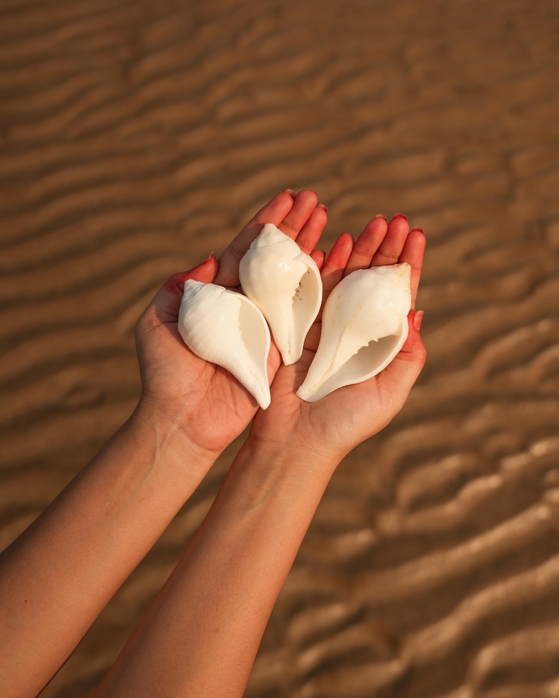 Puede incluir: Tres conchas blancas se sostienen en manos ahuecadas sobre un fondo arenoso borroso. Las conchas son lisas y nacaradas, con forma de espiral e interior abierto. La imagen evoca un tema de playa o costero.